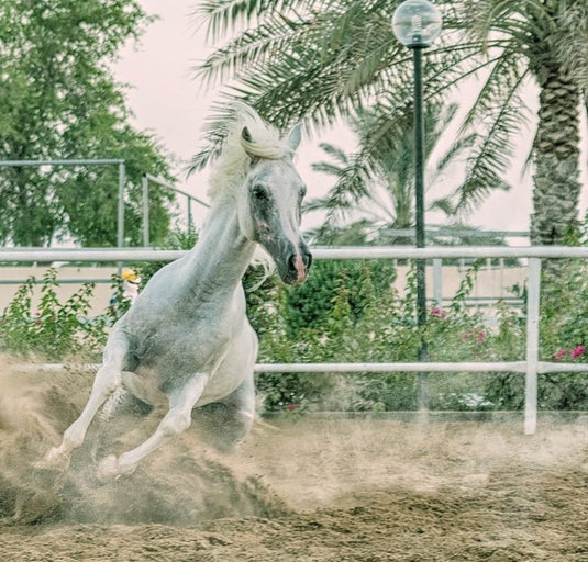 Meditation / Constellation with Horses
