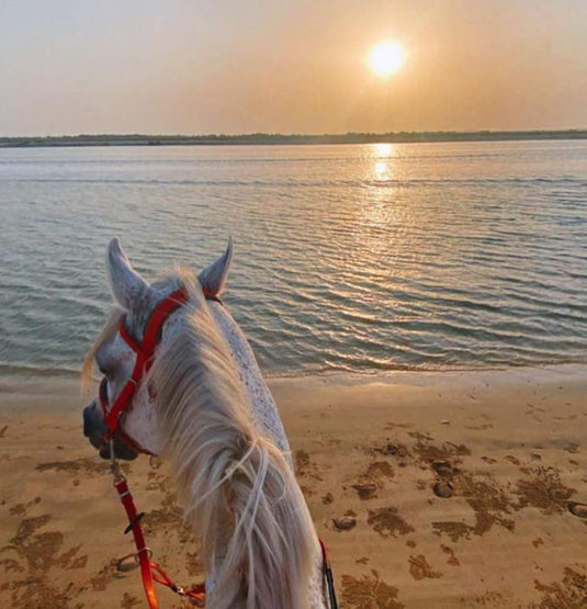 Swim With Horses Including Beach Ride, Meditation