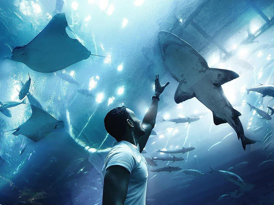 Dubai Aquarium & Underwater Zoo (Ticket only)