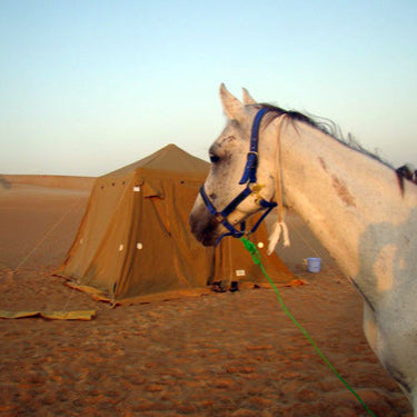 Horse Ride in the desert