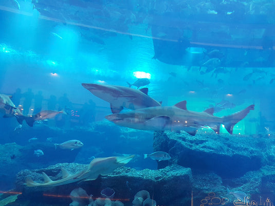 Aquário de Dubai e Zoológico Subaquático (somente ingresso)