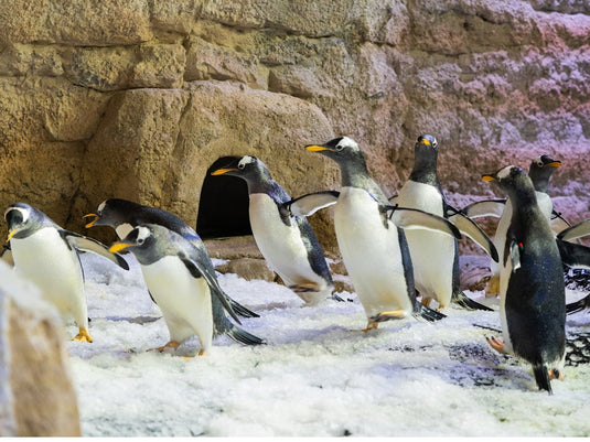 Aquário de Dubai e Zoológico Subaquático (somente ingresso)