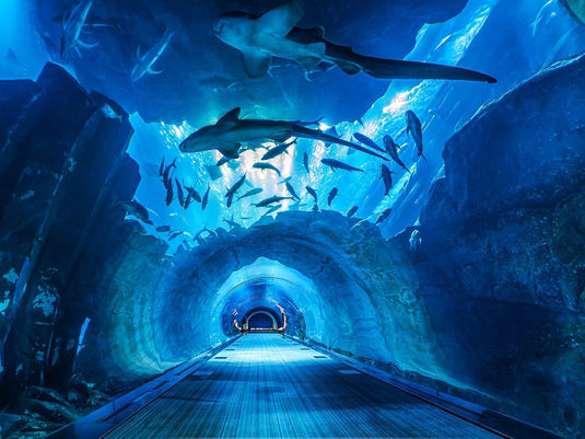 Aquário de Dubai e Zoológico Subaquático (somente ingresso)