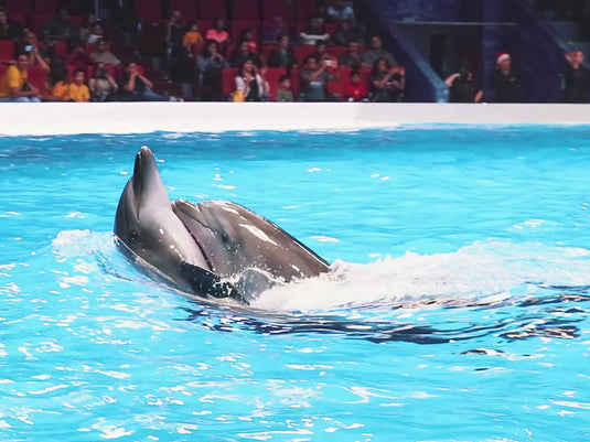 Show de golfinhos e focas no Dolphinarium de Dubai (somente ingresso)