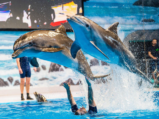 Spectacle de dauphins et de phoques au delphinarium de Dubaï (billet uniquement)