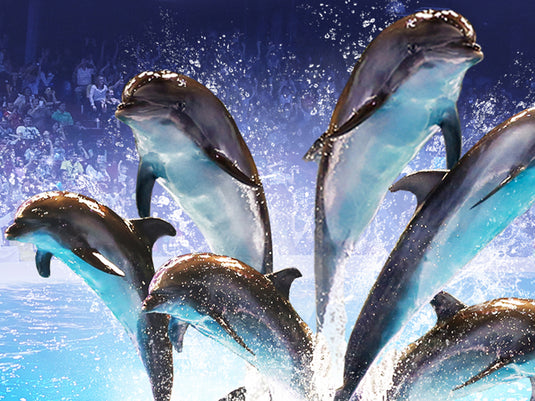 Dolphin and Seal Show @ Dubai Dolphinarium (Ticket only)