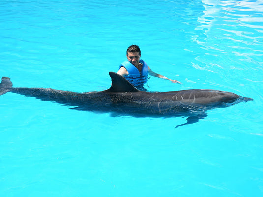 Spectacle de dauphins et de phoques au delphinarium de Dubaï (billet uniquement)