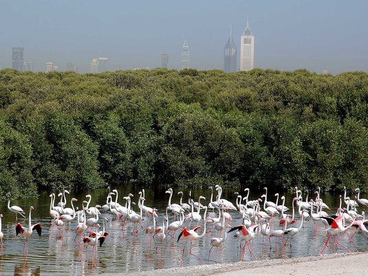 Passeio pela cidade de Dubai
